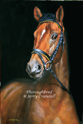 Thoroughbred ~ oil by Jerry Crandall-0