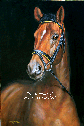 Thoroughbred ~ oil by Jerry Crandall-0