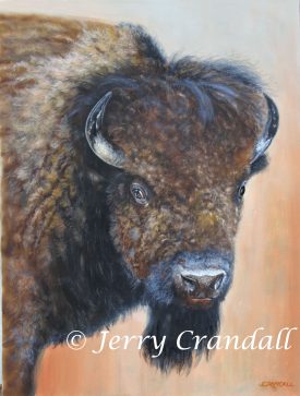 Too Close for Comfort, Buffalo portrait original oil-0